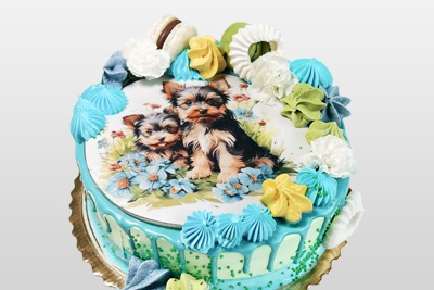 Yorkshire Terrier